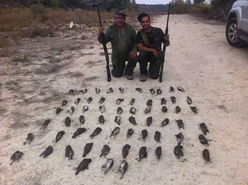 Caza del Tordo en Lerida - Zorzal