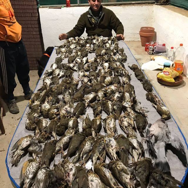 Caza del Tordo en Lleida - Zorzal - Perdiz